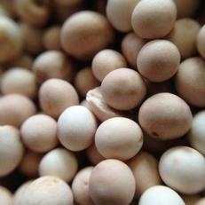 Силикагель WS2050 BASF Силикагель WS2050 BASF