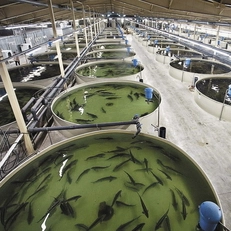 Генератор кислорода в рыборазведении