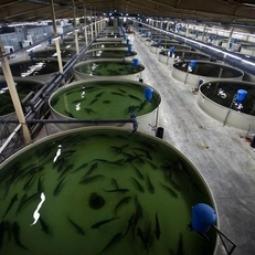 Компрессор для рыбной фермы